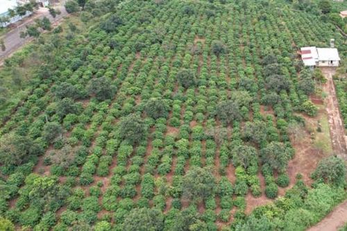 Buộc thi hành án 16.726m2 đất nguyên Trưởng ban quản lý rừng lấn chiếm