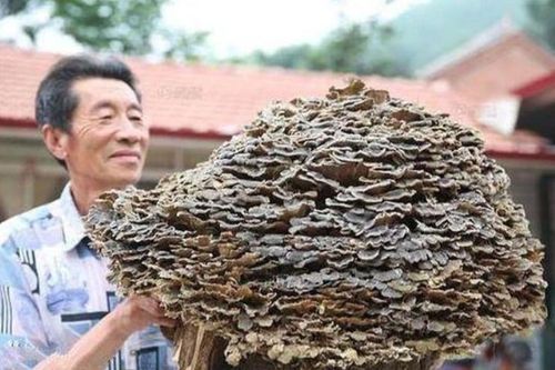 Lão nông tìm được 'cây nấm dại', đại gia vừa thấy đã đòi trả tiền tỷ mua lại
