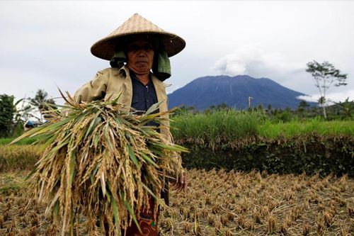 Indonesia muốn nhập 600.000 tấn gạo từ Việt Nam và Thái Lan