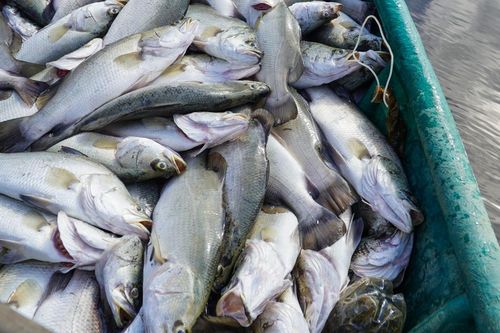 Xác định nguyên nhân cá chết hàng loạt trong lồng bè ở Hà Tĩnh