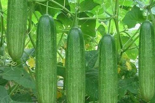 Bài thuốc chữa bệnh từ cây dưa chuột