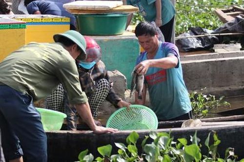 Nguyên nhân khiến 50 tấn cá nuôi lồng bè ở Hà Tĩnh chết