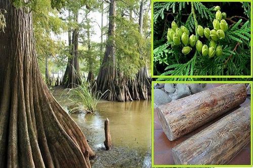 Cây báu vật của Việt Nam, tỷ phú có tiền cũng khó mua