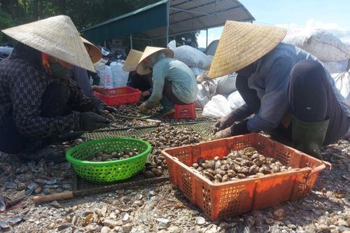 Trúng hàng trăm tấn 'lộc trời', ngư dân đếm tiền mỏi tay