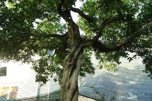 Cận cảnh vườn nguyệt quế nghìn cây khiến đại gia 'phát thèm'