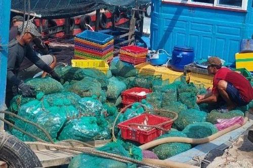 Bất thường tôm hùm, hàu nuôi chết hàng loạt