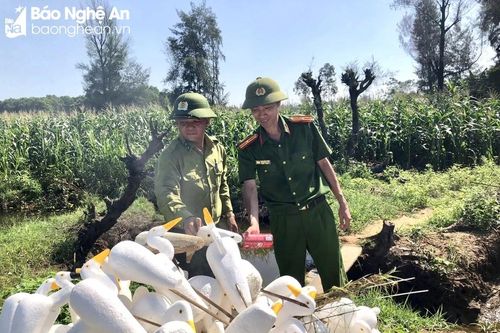 Đồng loạt truy quét, tháo dỡ 'thiên la địa võng' tận diệt chim trời
