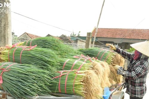 Nông dân Nghệ An hối hả thu hoạch hành 'chạy ngập'