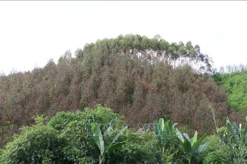 Chưa rõ nguyên nhân hàng chục ha bạch đàn bị khô lá