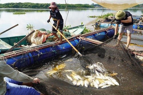 Đã xác định được nguyên nhân khiến cá chết hàng loạt ở Hà Tĩnh