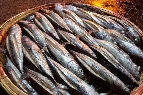 Loại cá có tên vô cùng lạ, xưa ít người biết đến nay thành đặc sản thơm ngon hảo hạng trong nhà hàng, 100.000 đồng/kg