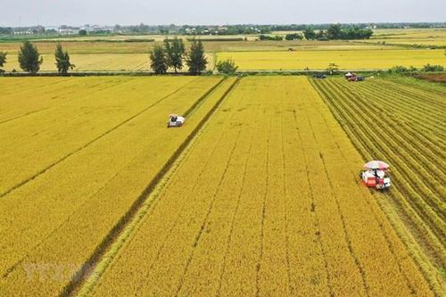 Gương Nông dân Việt Nam xuất sắc: Nâng tầm thương hiệu gạo Việt