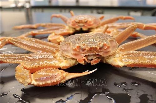 Nhật Bản tăng đánh bắt cua tuyết lần đầu tiên sau 3 năm