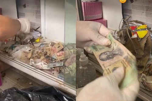 Nghe tiếng lục đục trong kệ tủ, thanh niên truy vết không ngờ phát hiện 'kho báu