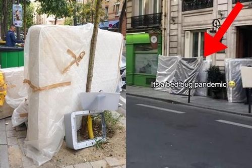 Đường phố Paris bỗng xuất hiện những 'núi nệm' ở vỉa hè, nguyên nhân từ loài côn trùng hút máu gây ám ảnh
