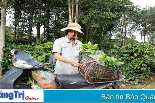 Hướng Hóa rà soát, thu hồi cây cà phê giống kém chất lượng