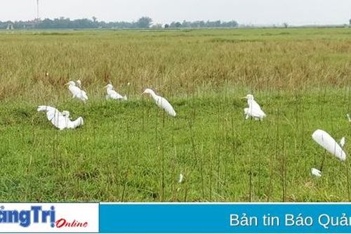 Phóng sự ảnh: 'Thiên la địa võng' tận diệt chim trời