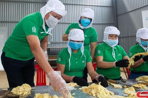 Xuân Nha phát triển cây măng tre bát độ