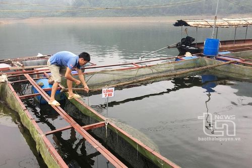 2.600ha mặt nước nuôi cá thâm canh, bán thâm canh