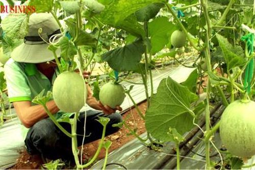 Nông nghiệp công nghệ cao đưa Phú Giáo cán đích huyện nông thôn mới