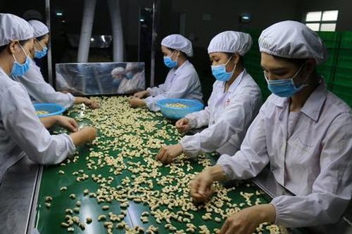 Xuất khẩu điều tăng trưởng 2 con số nhưng nơm nớp lo cảnh báo về chất lượng