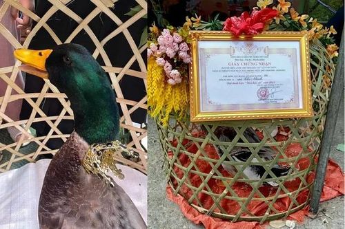 Cuộc thi 'Hoa hậu vịt' độc lạ xứ Lạng