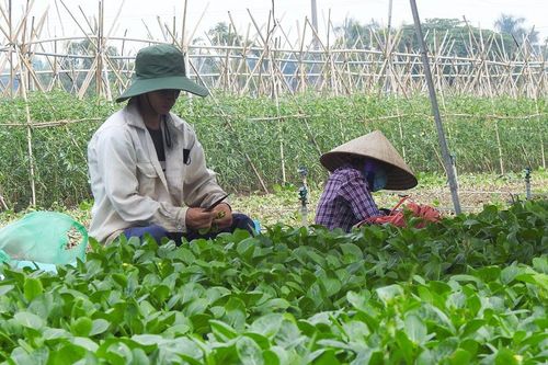 Hiệu quả cao từ các vùng sản xuất chuyên canh ở Mê Linh