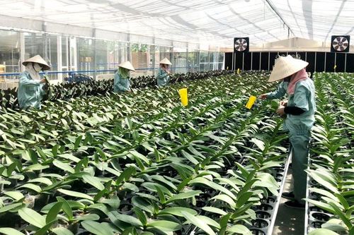 Đưa hoa, cây cảnh thành sản phẩm mũi nhọn