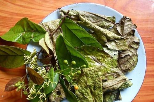 Nên uống lá xạ đen tươi hay khô?
