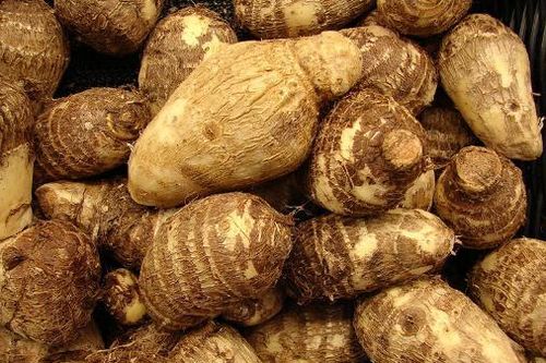 Khoai sọ không chỉ ăn ngon còn là vị thuốc