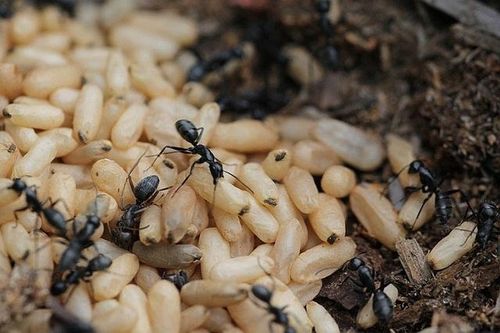 Trứng kiến có chứa độc tố không?