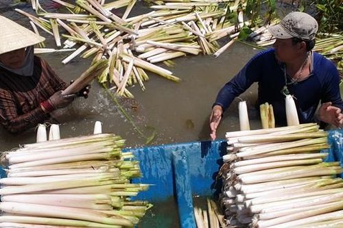 Thu hoạch đặc sản trời cho chỉ có ở miền Tây