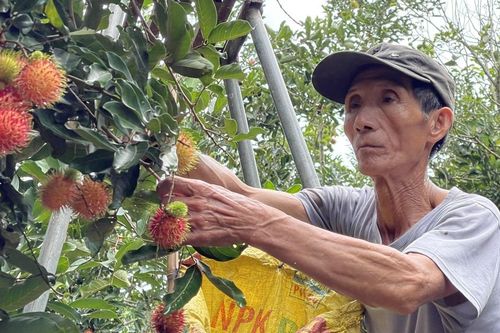 Thủ phủ cây chôm chôm ở Quảng Ngãi bước vào vụ thu hoạch
