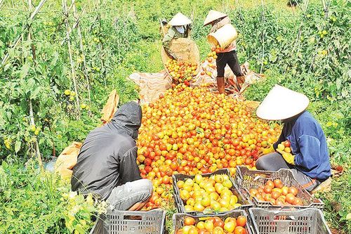 Liên kết sản xuất, tạo đầu ra cho nông sản Đắk Nông