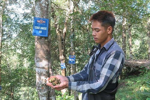 Phát triển bền vững cây hồi xứ Lạng