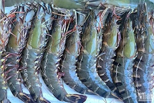 Nhiều sự kiện hấp dẫn tại Festival tôm Cà Mau