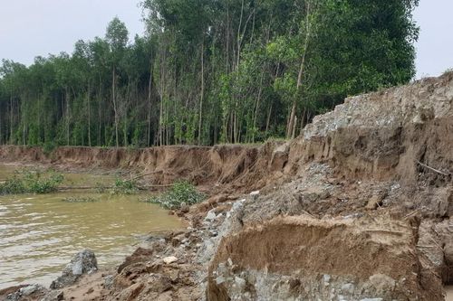 Đê sông Lam bị sạt lở nghiêm trọng