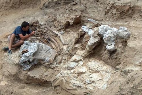 Phát hiện hóa thạch sinh vật khổng lồ có đốt sống đường kính hơn 1m