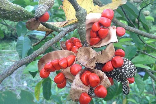 Chế phẩm xua đuổi côn trùng từ cây cỏ