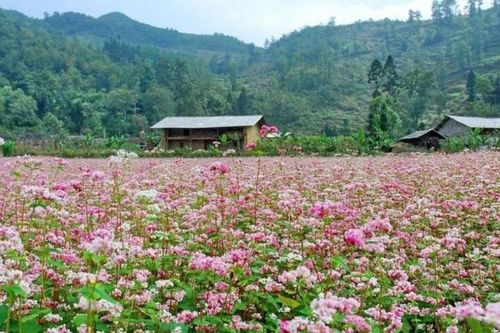 Hà Giang sẵn sàng cho Lễ hội hoa Tam giác mạch lần thứ IX tại Đồng Văn