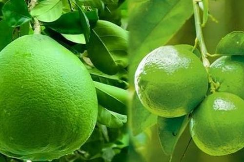 New Zealand sắp nới lỏng kiểm dịch với chanh, bưởi Việt Nam