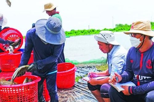Giấc mơ của 'Vua cá chẽm'