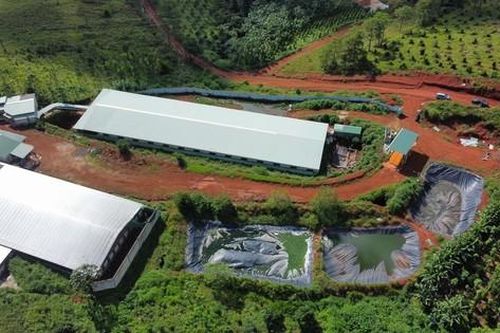 Bốn trang trại nuôi heo ở Đắk Nông bị xử phạt gần 1 tỷ đồng