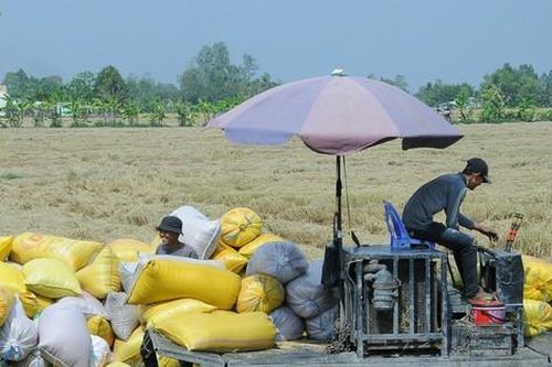 Lúng túng trong liên kết sản xuất, tiêu thụ nông sản