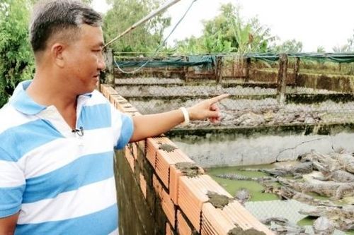 Phát triển mô hình nuôi cá sấu tại vùng U Minh Thượng