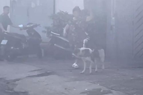 Người phụ nữ nhặt ve chai bị chó lớn tấn công, kéo lê trên đường