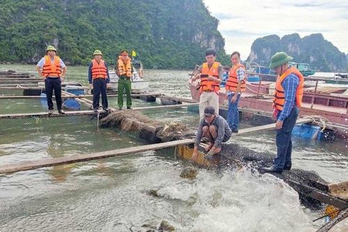 Quảng Ninh: Hơn 200 ha nuôi trồng thủy sản trái phép trên vịnh Hạ Long