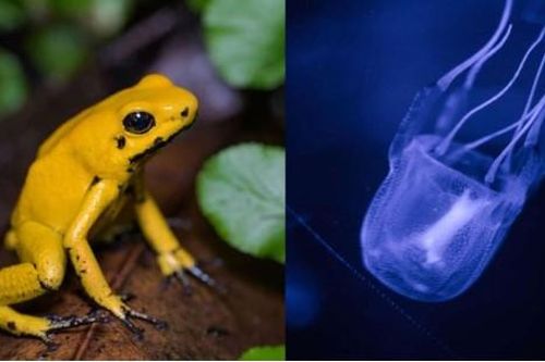 Những loài động vật nguy hiểm chết người, được mệnh danh là 'cái chết đen' của thế giới hoang dã