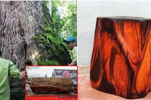 Khúc gỗ 5.000 năm tuổi từng được rao bán 10 tỷ đồng ở Hà Nội: Thuộc top đầu gỗ quý nhất Việt Nam