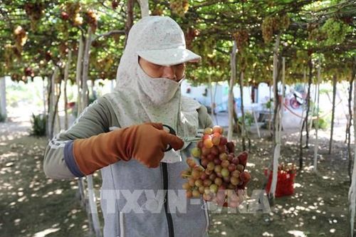 Kết nối cung - cầu, mở rộng thị trường tiêu thụ